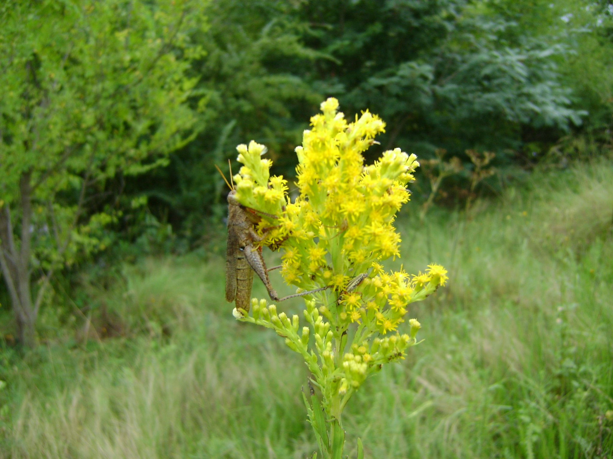 fotos/2011 - Los Reartes/DSC03474.JPG